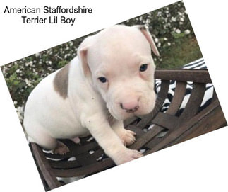 American Staffordshire Terrier Lil Boy