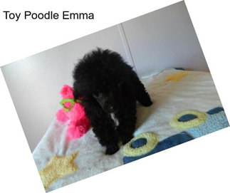 Toy Poodle Emma