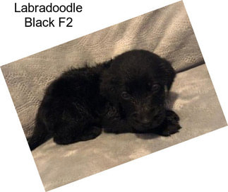 Labradoodle Black F2