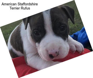 American Staffordshire Terrier Rufus