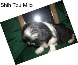 Shih Tzu Milo