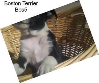 Boston Terrier Bos5