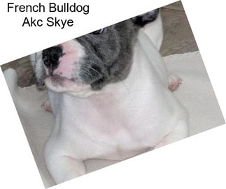 French Bulldog Akc Skye