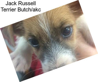 Jack Russell Terrier Butch/akc