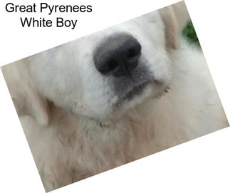 Great Pyrenees White Boy