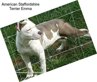 American Staffordshire Terrier Emma
