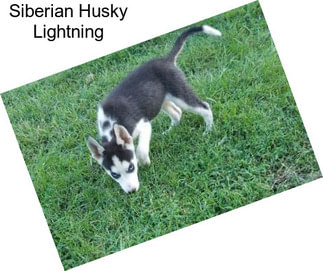 Siberian Husky Lightning