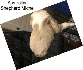 Australian Shepherd Michel