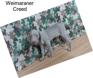 Weimaraner Creed