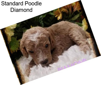 Standard Poodle Diamond