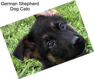 German Shepherd Dog Cato