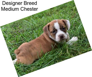 Designer Breed Medium Chester