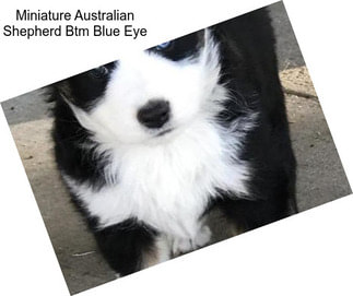 Miniature Australian Shepherd Btm Blue Eye