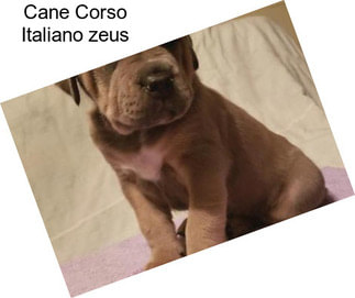 Cane Corso Italiano \