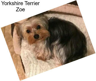 Yorkshire Terrier Zoe