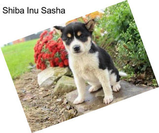 Shiba Inu Sasha