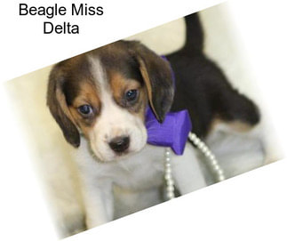 Beagle Miss Delta