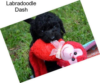 Labradoodle Dash