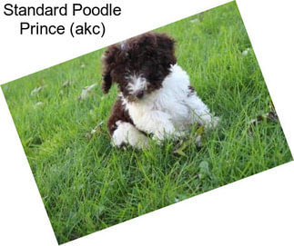 Standard Poodle Prince (akc)