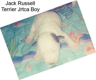 Jack Russell Terrier Jrtca Boy