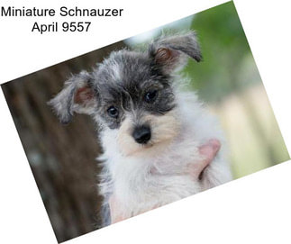 Miniature Schnauzer April 9557