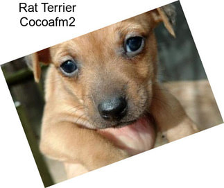 Rat Terrier Cocoafm2