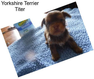 Yorkshire Terrier Titer