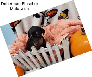 Doberman Pinscher Male-wish