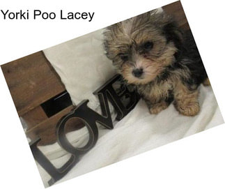 Yorki Poo Lacey