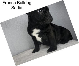 French Bulldog Sadie