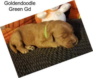Goldendoodle Green Gd
