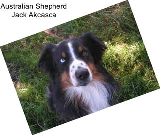 Australian Shepherd Jack Akcasca