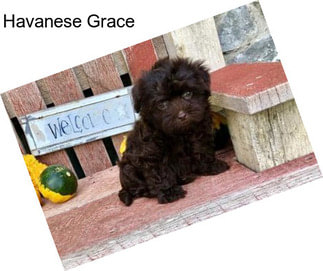 Havanese Grace