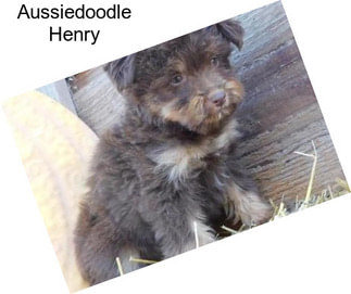 Aussiedoodle Henry