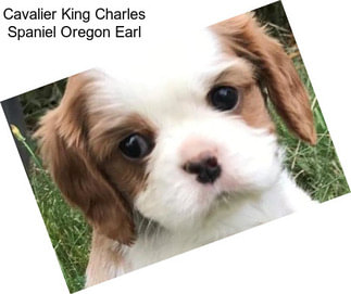 Cavalier King Charles Spaniel Oregon Earl