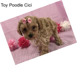 Toy Poodle Cici