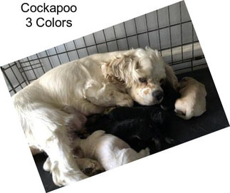 Cockapoo 3 Colors