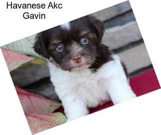 Havanese Akc Gavin