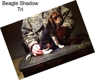 Beagle Shadow Tri