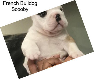 French Bulldog Scooby
