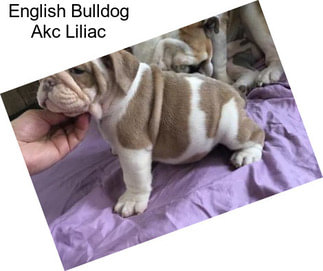 English Bulldog Akc Liliac