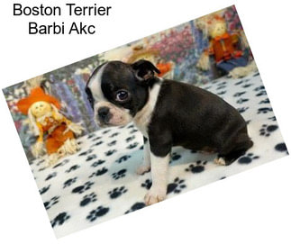 Boston Terrier Barbi Akc