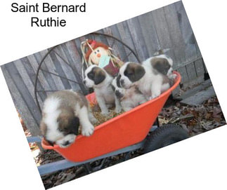 Saint Bernard Ruthie