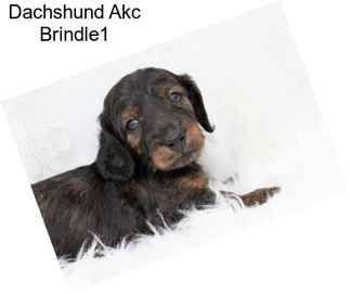 Dachshund Akc Brindle1