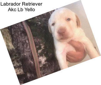 Labrador Retriever Akc Lb Yello