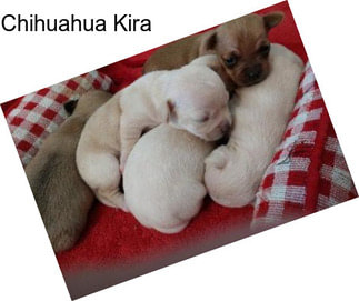 Chihuahua Kira