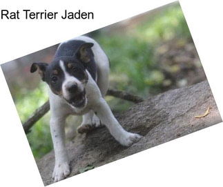Rat Terrier Jaden