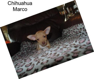 Chihuahua Marco