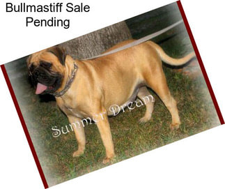 Bullmastiff Sale Pending