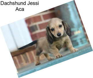 Dachshund Jessi Aca